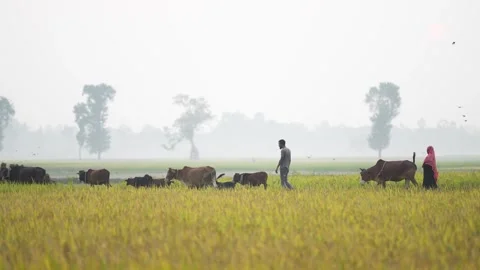 View of farmers walking with cows through a rice field, Bangladesh. Video stock 334979835