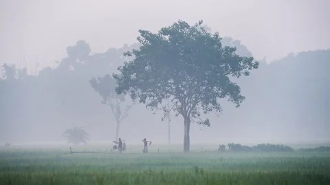 View of farmers walking in misty fields in Bogura, Bangladesh. Stock Footage 335591832