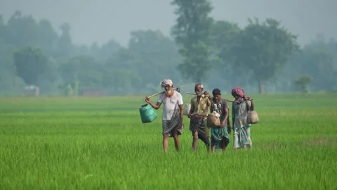 View of farmers walking through a green rice field, Bangladesh. Video stock 334976845