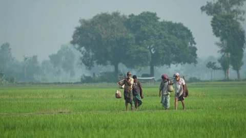 View of farmers walking through green rice fields, Bangladesh. Video stock 334976985