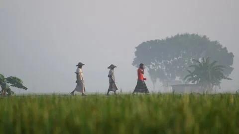 View of farmers walking through green fields in Bogura, Bangladesh. Vídeo Stock 335588261