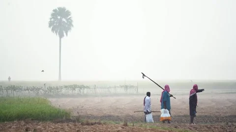 View of farmers walking through a misty field in Bogura, Bangladesh. Video stock 335486636