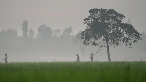View of farmers walking through misty rice fields, Bangladesh. Video stock 335586643