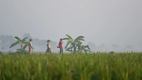 View of farmers walking through misty rice fields, Bangladesh. Vídeo Stock 335588308