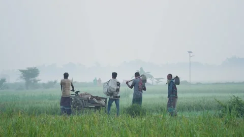 View of farmers walking through misty fields in Bogura, Bangladesh. Stock Footage 335589898