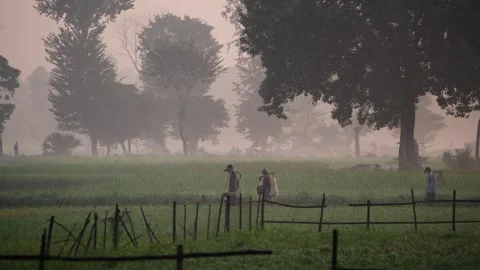 View of farmers walking through misty green fields in Bogura, Bangladesh. Stock Footage 335591638
