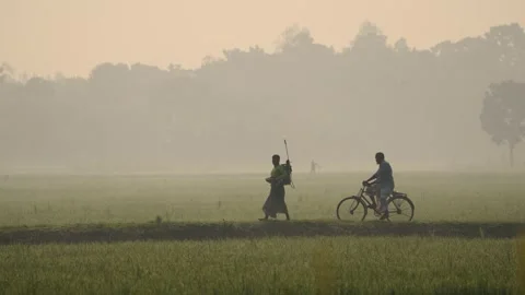 View of farmers walking through misty fields in Bogura, Bangladesh. Vídeos de archivo 335592632