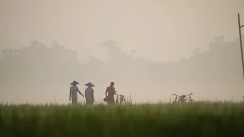 View of farmers walking through a misty rice field, Bangladesh. Stockbeeldmateriaal 335599490