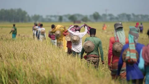 View of farmers walking through a rice field in Natore, Bangladesh. 스톡 동영상 335557731
