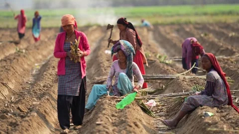 View of farmers working in agricultural fields in Dhangadhi, Nepal. Video stock 335474203
