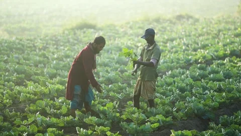 View of farmers working in a cabbage field in Bogura, Bangladesh. Video stock 335017677