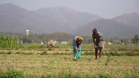 View of farmers working in a field with mountains in Nepal. Video stock 335477931