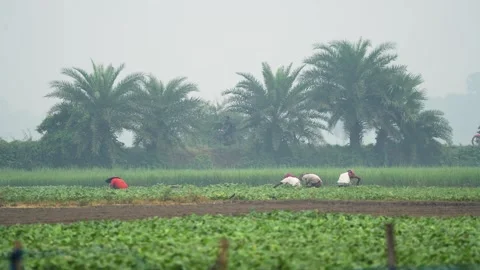View of farmers working in a field with palm trees, Bangladesh. Stock Footage 335599733