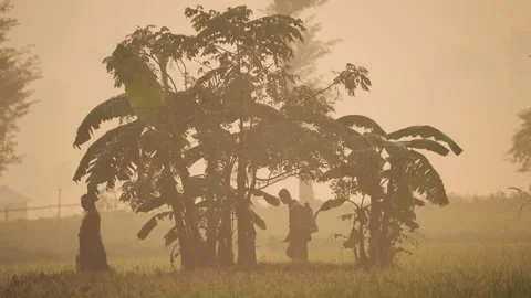View of farmers working in a field at sunset, Bangladesh. Stock Footage 335592377