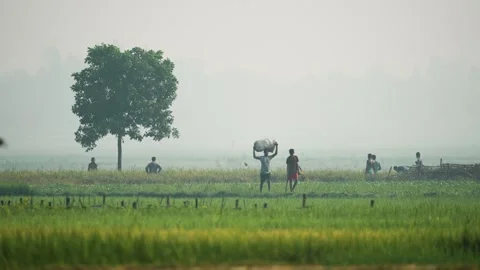 View of farmers working in green fields under a misty sky, Bangladesh. Video stock 334975530