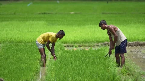 View of farmers working in a green rice field in Ramu, Bangladesh. Video stock 334981817