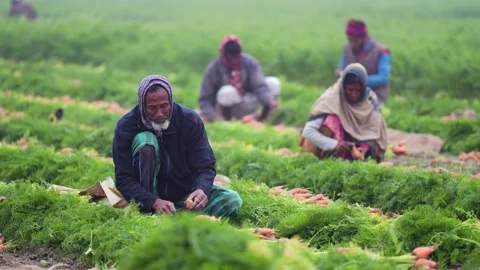 View of farmers working in a green rice paddy field, Bangladesh. Stock Footage 337485866