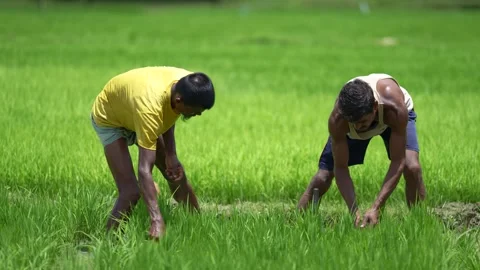 View of farmers working in a lush green rice field, Bangladesh. Video stock 334981953
