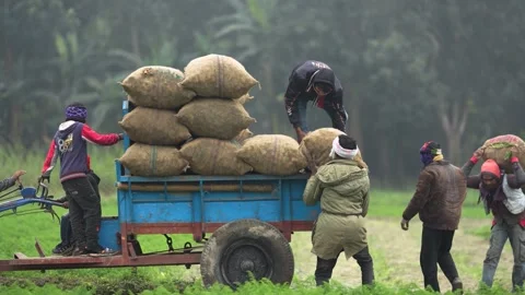 View of farmers working in a lush green rice field, Bangladesh. Video stock 337484166