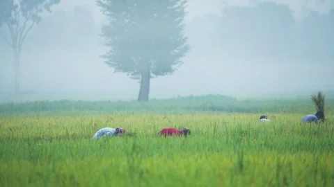 View of farmers working in a misty field in Bogura, Bangladesh. Video stock 334984852