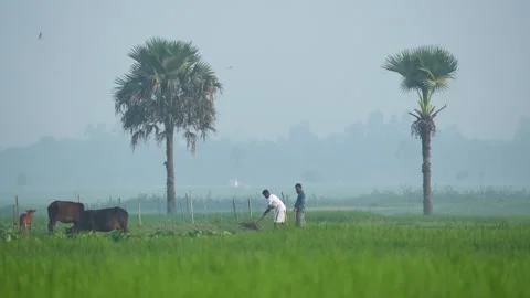 View of farmers working in a misty field in Bogura, Bangladesh. Video stock 335586407