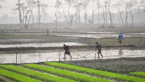 View of farmers working in a rice paddy field in Bogura, Bangladesh. Stock-Footage 334985964