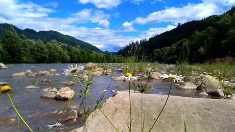 View of fast-flowing water of Cheremosh mountain river. Ukraine Stock Footage 282128981
