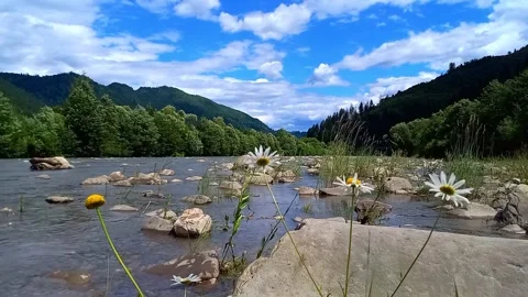View of fast-flowing water of Cheremosh mountain river. Ukraine 스톡 동영상 282129013