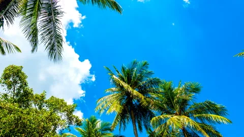 View on fast moving clouds over a tropical forest Stock Footage 156562611