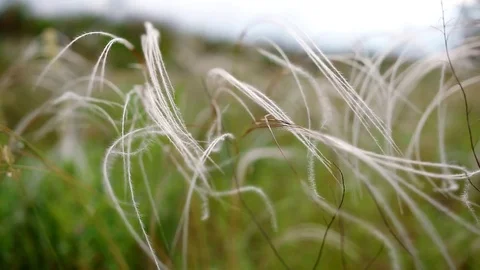 View of feather grass. Stock Footage 84679360