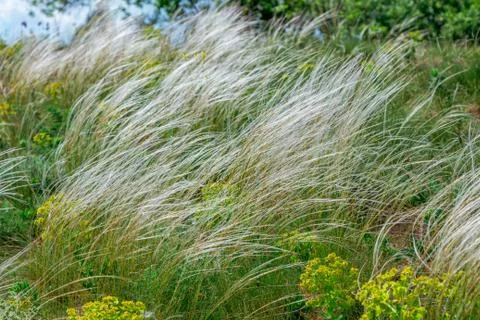 View of feather grass, growing on the meadow Stock Photos