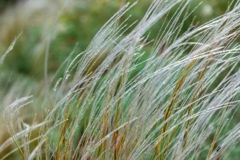 View of feather grass or needle grass Stock Photos