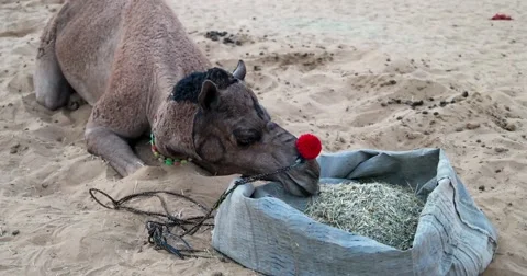 View of Feeding the Camel Stock-Footage 58336970