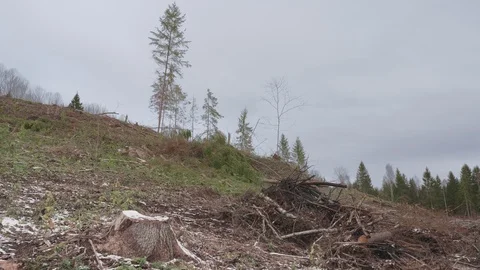 View of felled forest 스톡 동영상 119080228