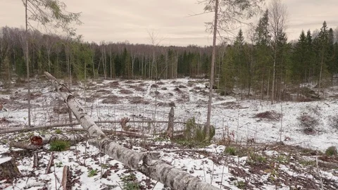 View of felled forest 스톡 동영상 119080319