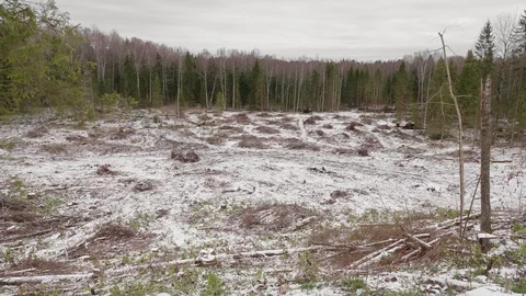 View of felled forest 스톡 동영상 119101532