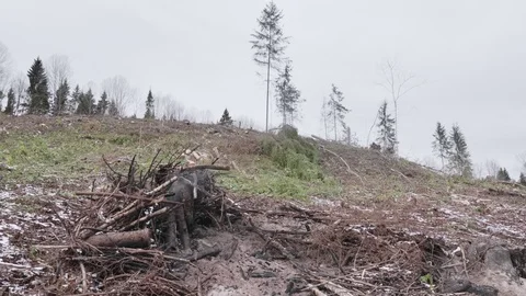 View of felled forest 스톡 동영상 119103765