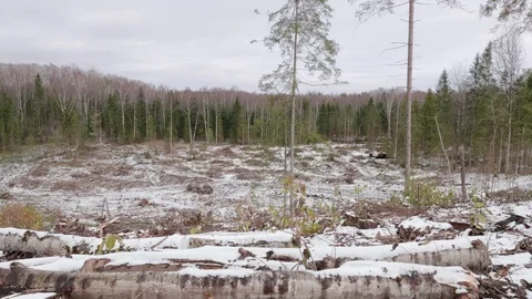 View of felled forest 스톡 동영상 119105751