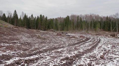 View of felled forest 스톡 동영상 119264366