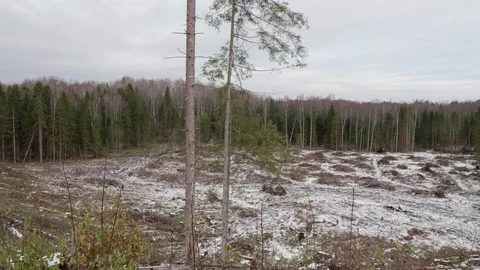 View of felled forest 스톡 동영상 119264428