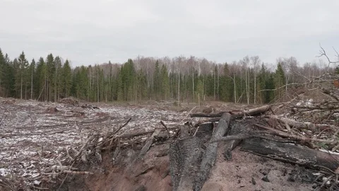 View of felled forest 스톡 동영상 119264429