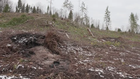View of felled forest 스톡 동영상 119264475