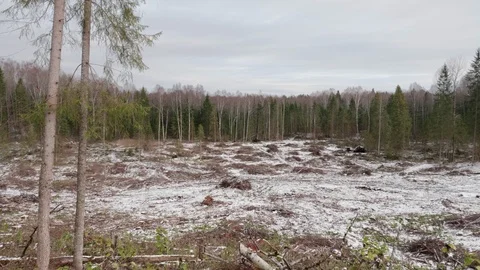 View of felled forest 스톡 동영상 119264579