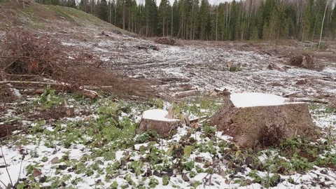 View of felled forest 스톡 동영상 119264602