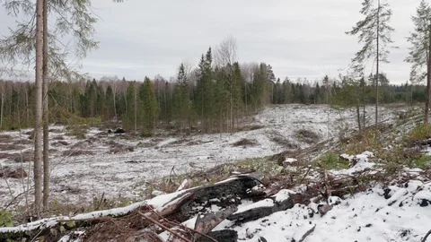 View of felled forest 스톡 동영상 119802943