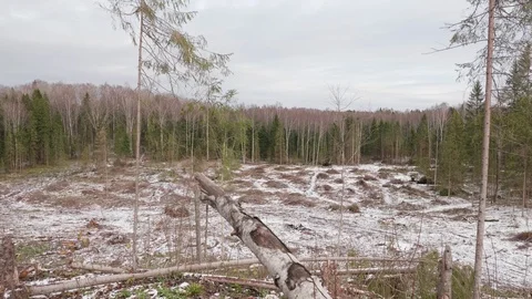 View of felled forest 스톡 동영상 119802980