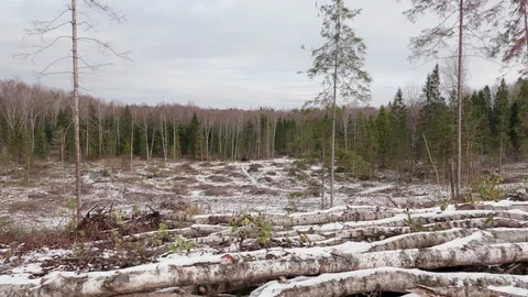 View of felled forest Stockbeeldmateriaal 119802992