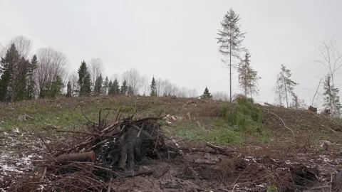 View of felled forest 스톡 동영상 119803026