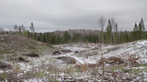 View of felled forest 스톡 동영상 119803053