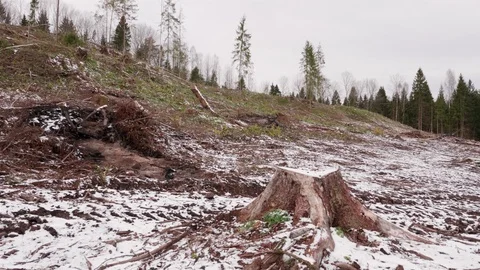 View of felled forest 스톡 동영상 119803101